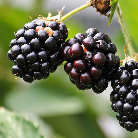 RUBUS FRUTICOSUS NIGHTFALL MORA SENZA SPINE FOTO REALI H 100CM