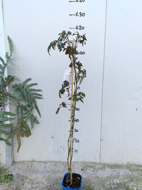 RUBUS FRUTICOSUS NIGHTFALL MORA SENZA SPINE FOTO REALI H 100CM