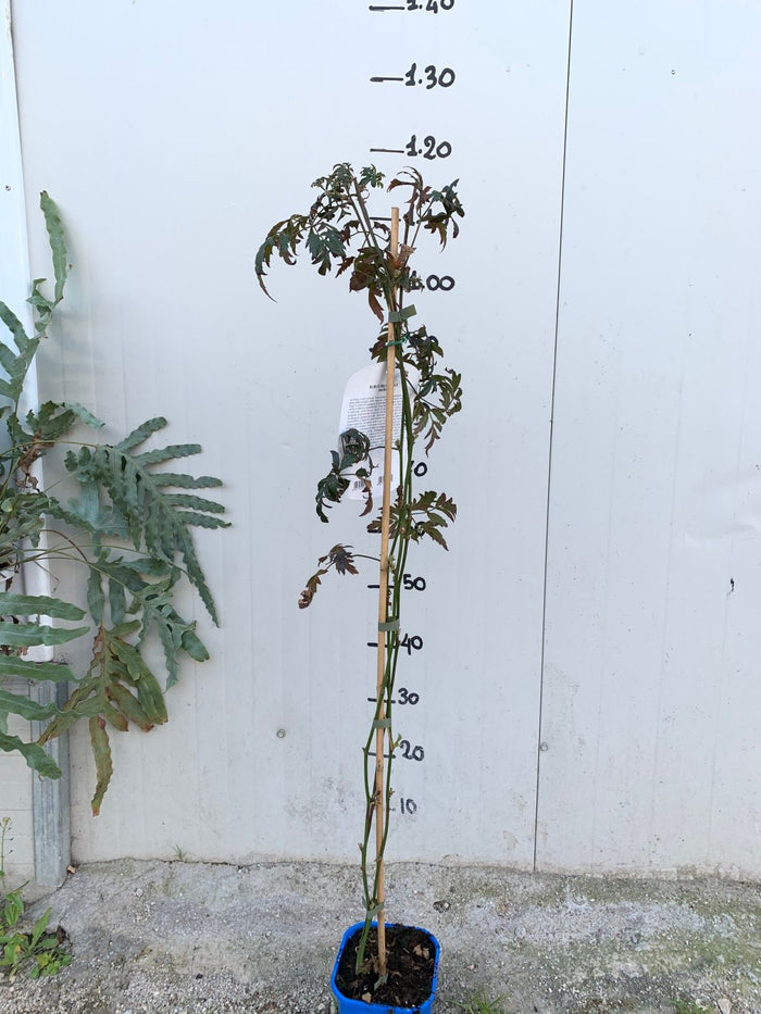 RUBUS FRUTICOSUS NIGHTFALL MORA SENZA SPINE FOTO REALI H 100CM