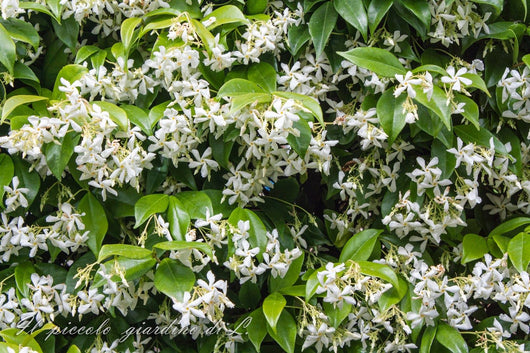 Rincosperma (Falso Gelsomino) vaso 18cm H 150/160cm pianta rampicante