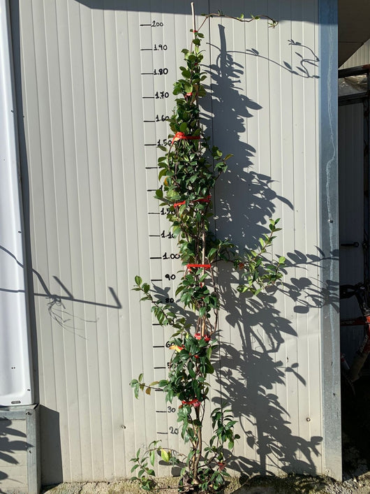 Rincosperma (Falso Gelsomino) vaso 18cm H 150/160cm pianta rampicante