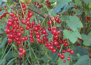 RIBES ROSSO RIBES RUBRUM foto reali H 70cm
