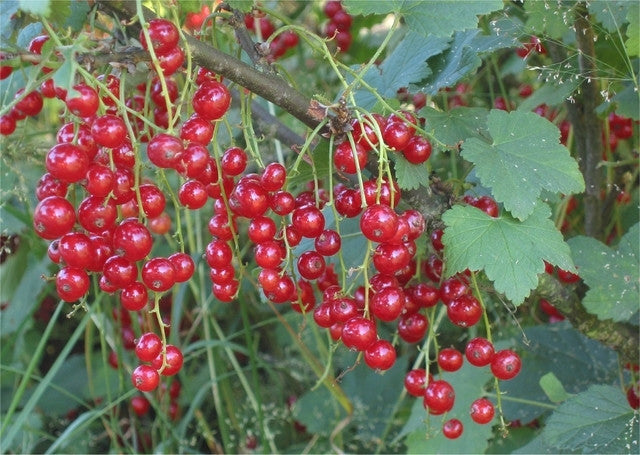 RIBES ROSSO RIBES RUBRUM foto reali H 70cm