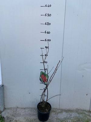 RIBES ROSSO RIBES RUBRUM foto reali H 70cm