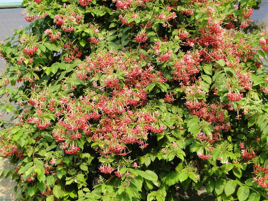 Quisqualis indica o Combretum indicum,  Lonicera Cinese, Rangoon Creeper