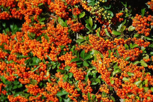 Pyracantha (agozzino) vaso 16cm H 80cm