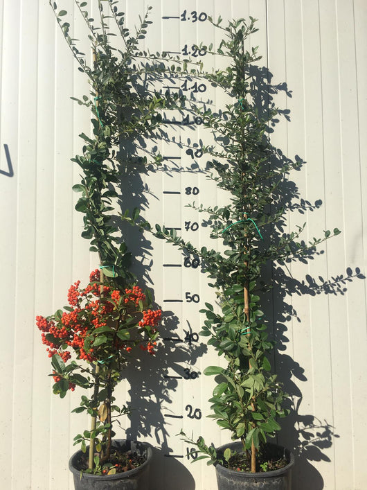 Pyracantha (agozzino) vaso 16cm H 80cm