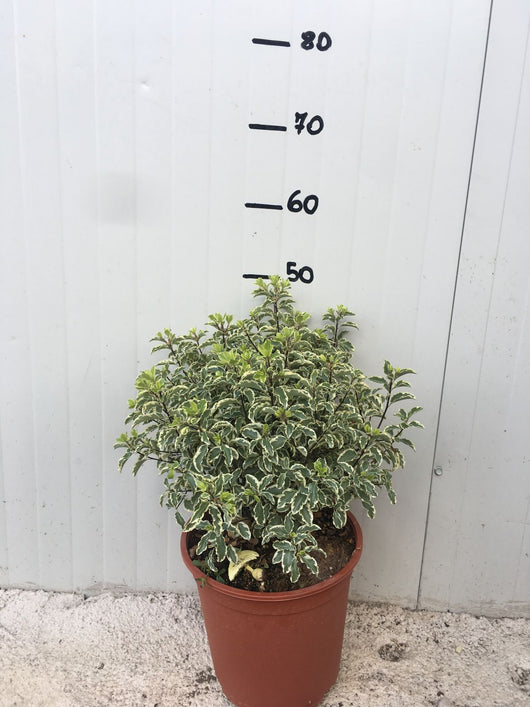 Pitosforo Silver Queen (Pittosporum Tenuifolium Silver Queen) vaso 24 cm