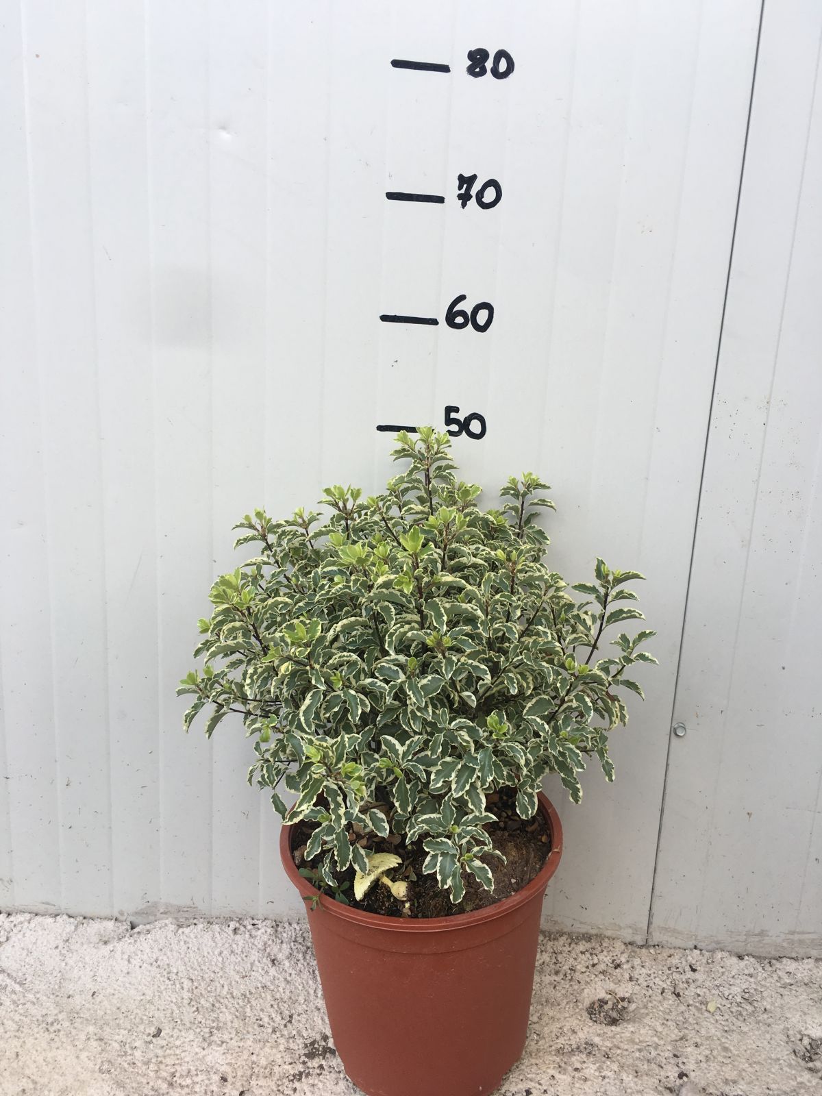 Pitosforo Silver Queen (Pittosporum Tenuifolium Silver Queen) vaso 24 cm