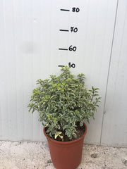 Pitosforo Silver Queen (Pittosporum Tenuifolium Silver Queen) vaso 24 cm