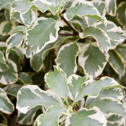 Pitosforo Silver Queen (Pittosporum Tenuifolium Silver Queen) vaso 24 cm