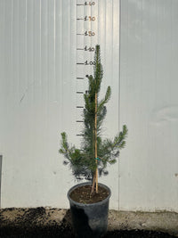 Pinus Sylvestris (Pino Silvestre) h 80cm