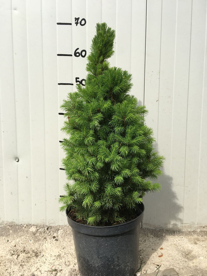Picea Glauca 'Conica' (o 'Albertiana 'Conica')  H 70cm foto reali