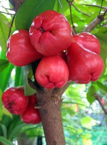 Pianta Syzygium malaccense, mela rosa, mela malese