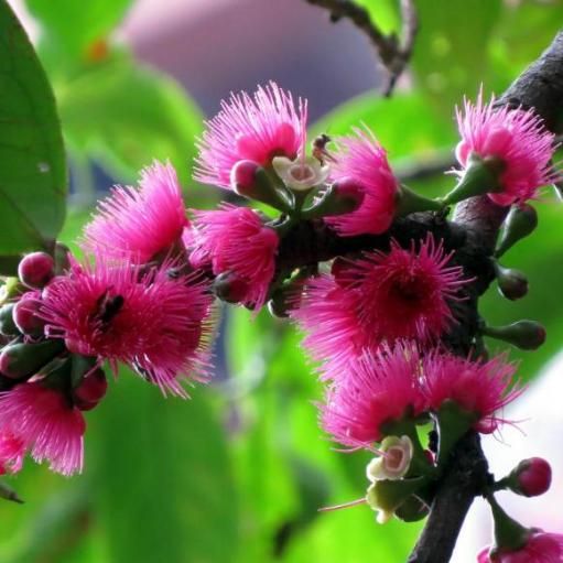 Pianta Syzygium malaccense, mela rosa, mela malese