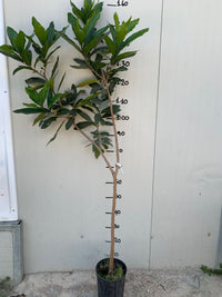 Pianta Syzygium malaccense, mela rosa, mela malese