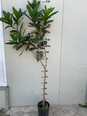 Pianta Syzygium malaccense, mela rosa, mela malese