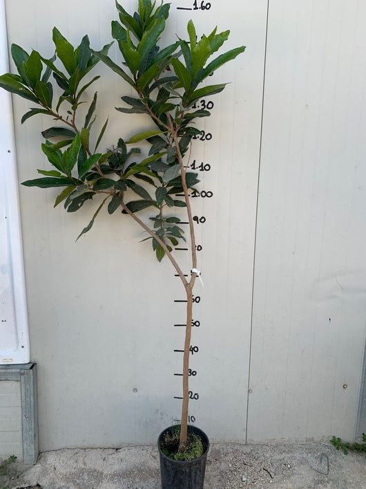 Pianta Syzygium malaccense, mela rosa, mela malese