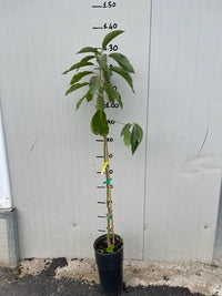 PIANTA PERSEA AMERICANA PIANTA DI AVOCADO REED INNESTATA H 100cm