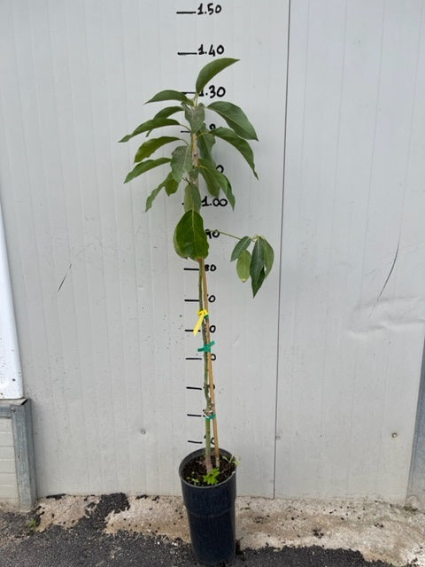 PIANTA PERSEA AMERICANA PIANTA DI AVOCADO REED INNESTATA H 100cm