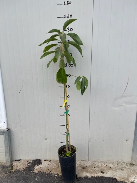 PIANTA PERSEA AMERICANA PIANTA DI AVOCADO FUERTE INNESTATA