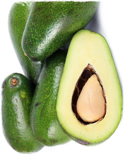 PIANTA PERSEA AMERICANA PIANTA DI AVOCADO ETTINGER INNESTATA H 100 cm