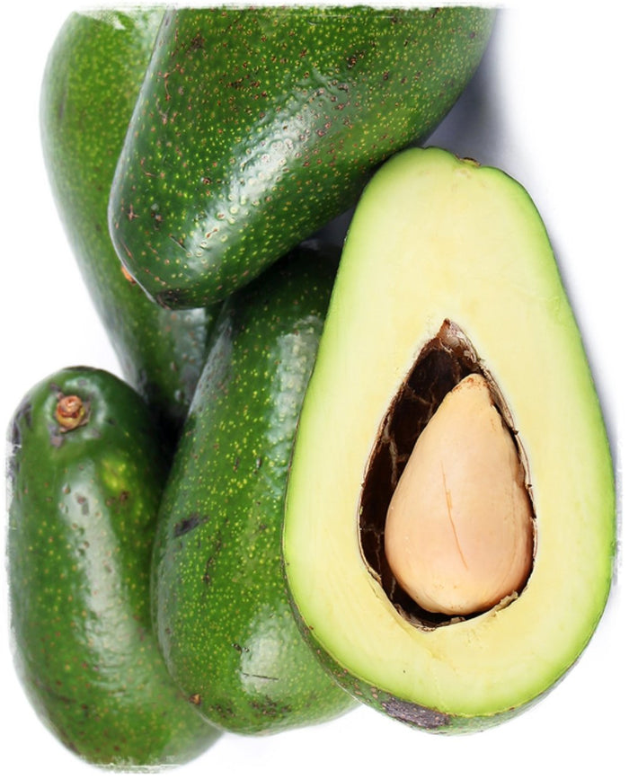 PIANTA PERSEA AMERICANA PIANTA DI AVOCADO ETTINGER INNESTATA H 100 cm