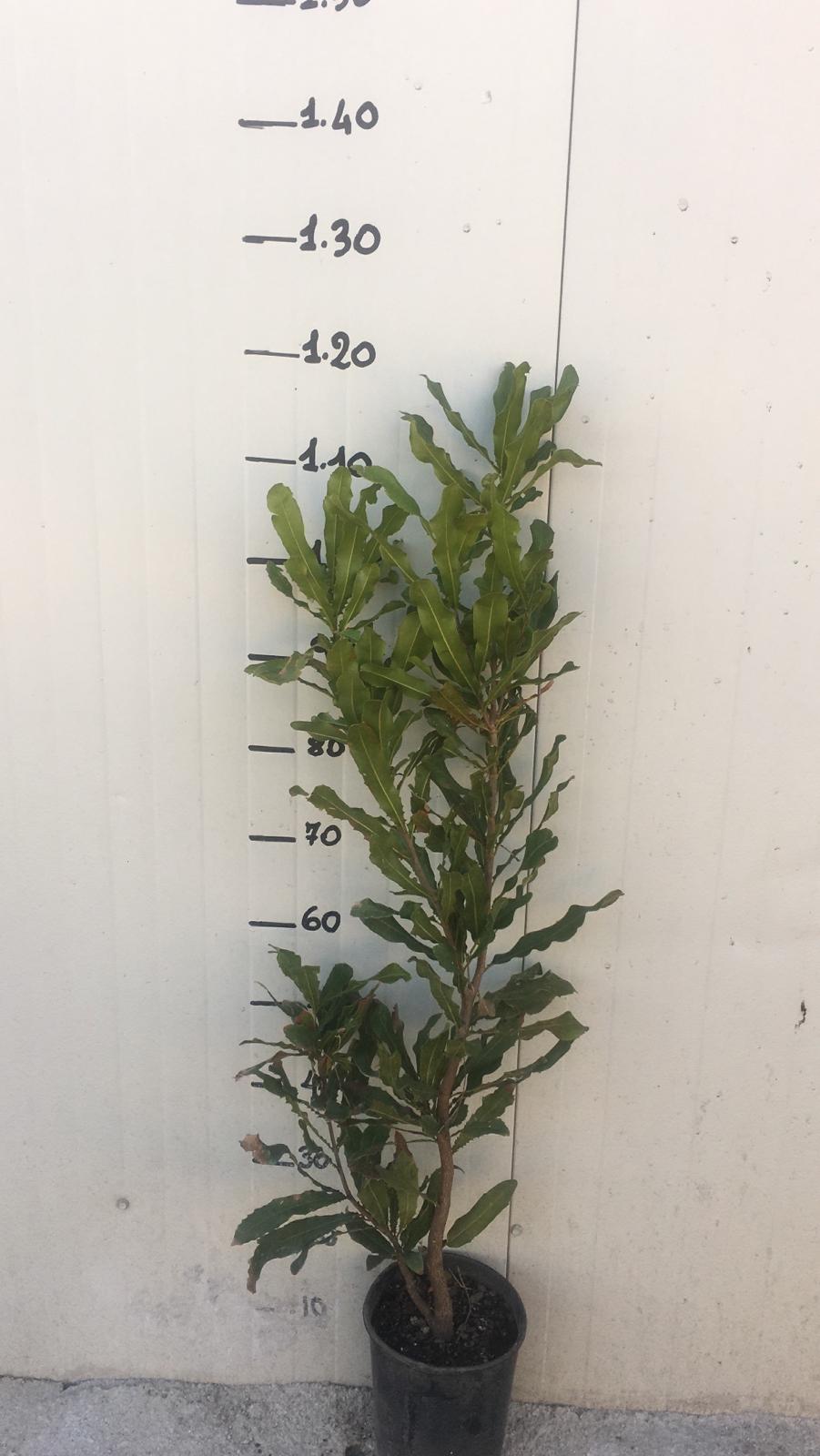 Pianta NOCE DEL QUEENSLAND Noce Macadamia foto reali H 120cm