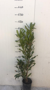 Pianta NOCE DEL QUEENSLAND Noce Macadamia foto reali H 120cm