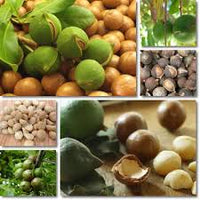 Pianta NOCE DEL QUEENSLAND Noce Macadamia foto reali H 120cm