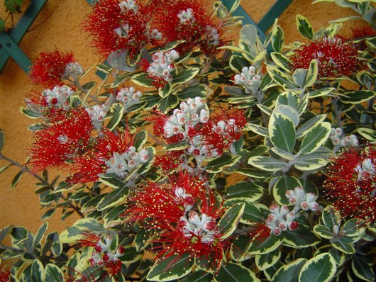 Pianta Metrosideros Variegato vaso 17cm