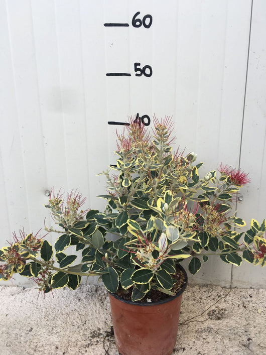 Pianta Metrosideros Variegato vaso 17cm