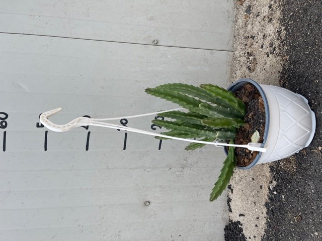 Pianta Grassa Stapelia grandiflora IN BASKET 14CM pianta succulenta foto reali