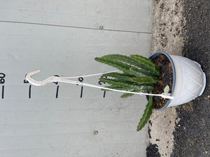 Pianta Grassa Stapelia grandiflora IN BASKET 14CM pianta succulenta foto reali