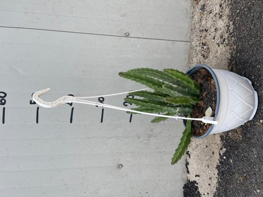 Pianta Grassa Stapelia grandiflora IN BASKET 14CM pianta succulenta foto reali