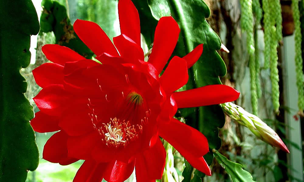 Pianta Epiphyllum a fiore rosso grande In basket 18cm foto reali