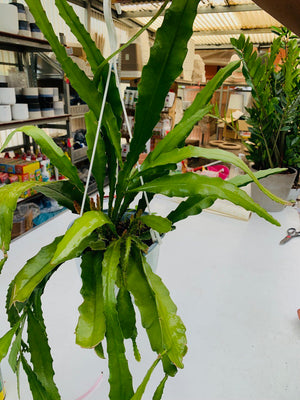 Pianta Epiphyllum a fiore rosso grande In basket 18cm foto reali