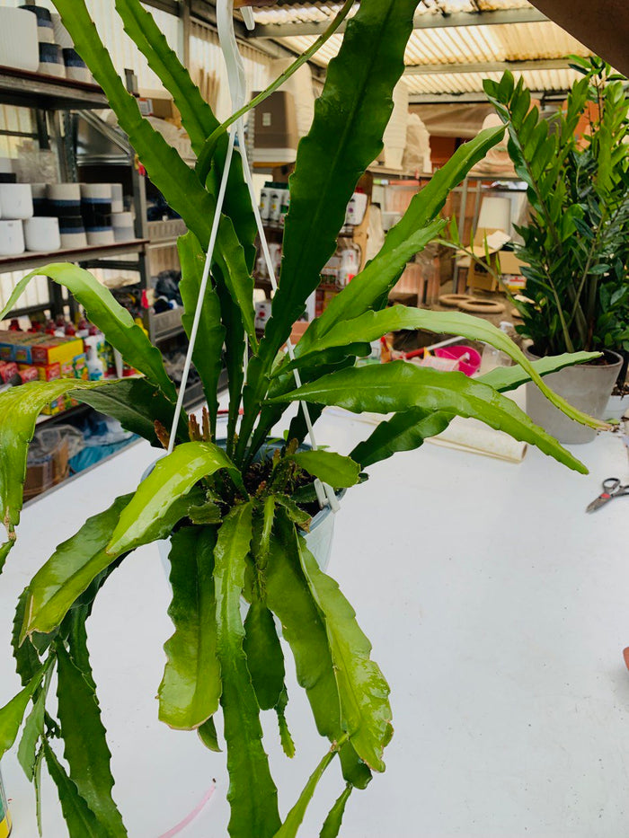 Pianta Epiphyllum a fiore rosso grande In basket 18cm foto reali