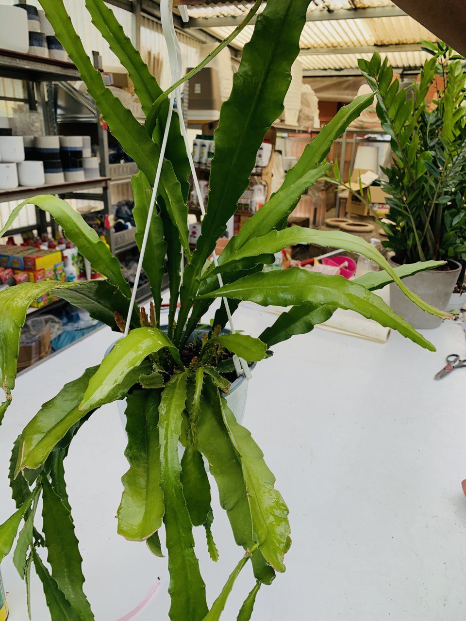 Pianta Epiphyllum a fiore rosso grande In basket 18cm foto reali