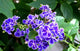 Pianta Duranta repens vaso 20 cm foto reali