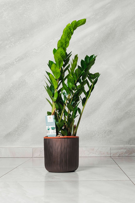 Pianta di Zamioculcas Zamilifolia pianta di Padre Pio foto reali H 100cm