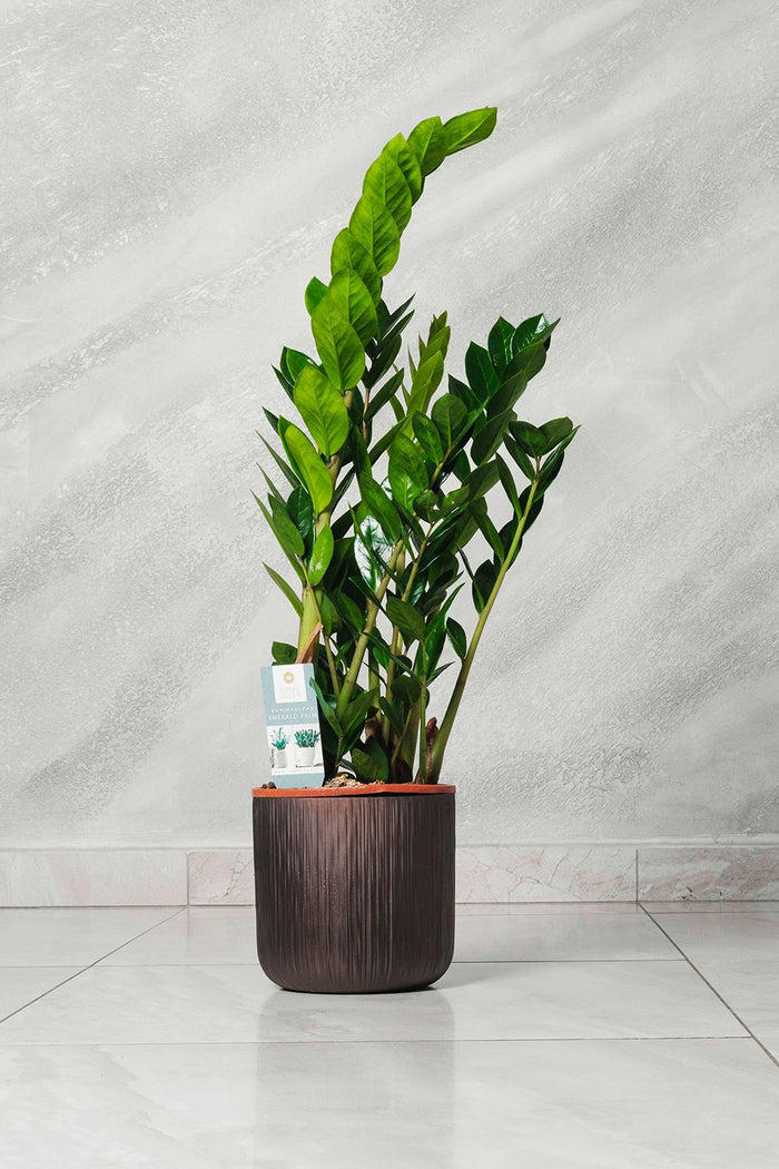 Pianta di Zamioculcas Zamilifolia pianta di Padre Pio foto reali H 100cm