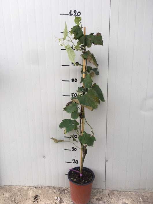 Pianta di uva fragola nera vaso 18cm