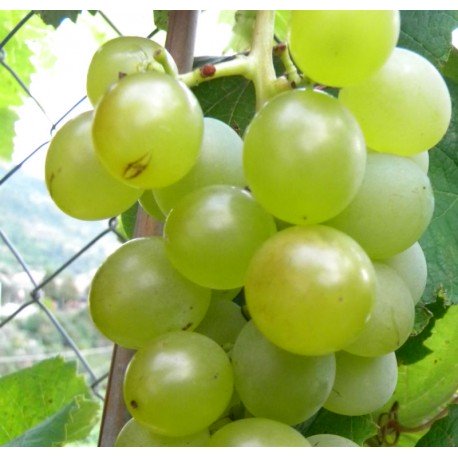 Pianta di uva fragola bianca vaso 18cm