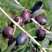 Pianta di ulivo Pendolino H 150cm foto reali oliva da olio