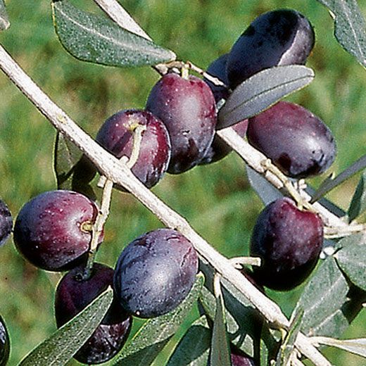 Pianta di ulivo Pendolino H 150cm foto reali oliva da olio