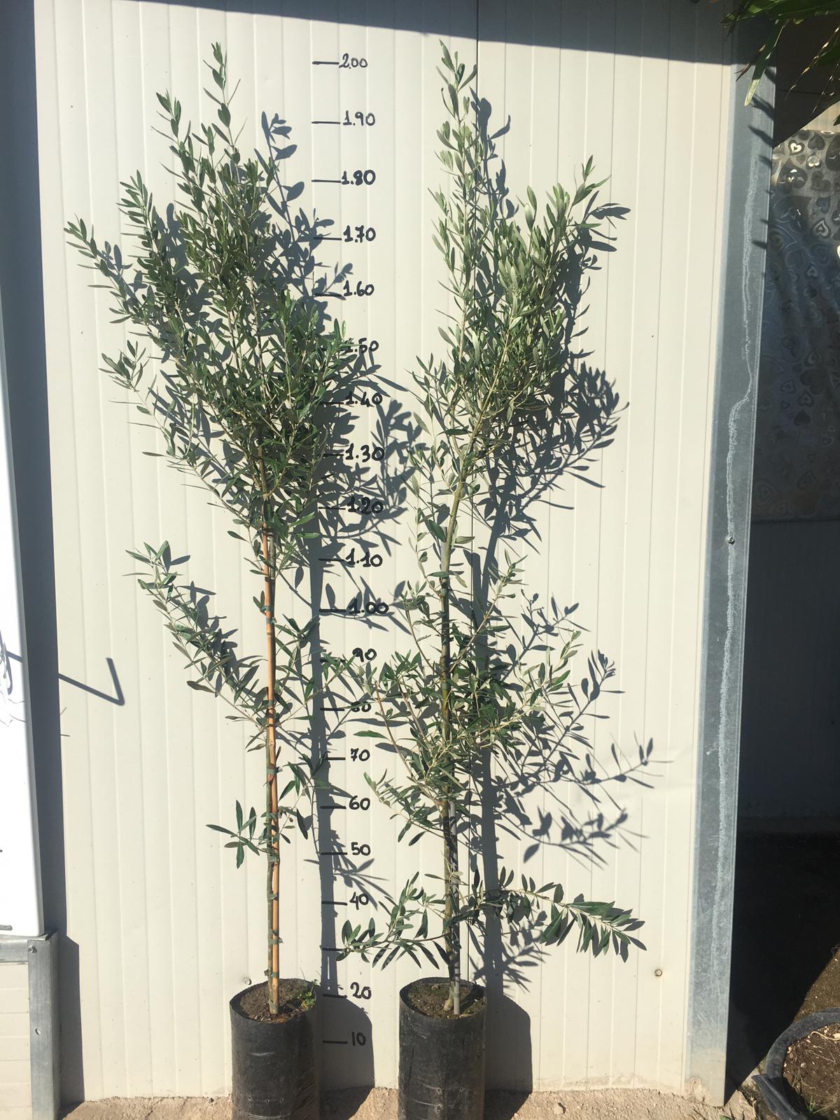 Pianta di ulivo Pendolino H 150cm foto reali oliva da olio