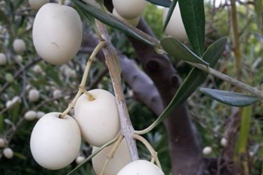 Pianta di ulivo Leucocarpa (Olive bianche) certificata