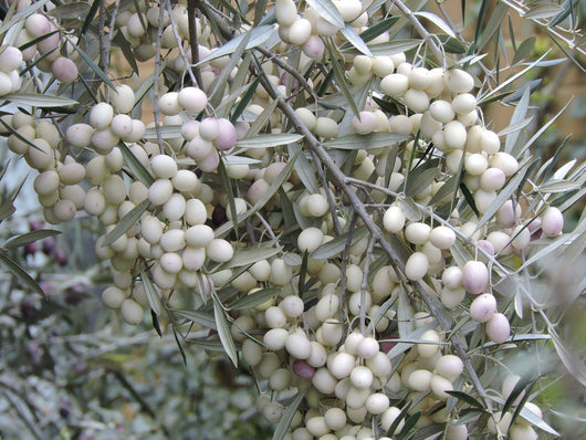 Pianta di ulivo Leucocarpa (Olive bianche) certificata