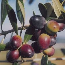 Pianta di ulivo Leccino foto reali H 150cm